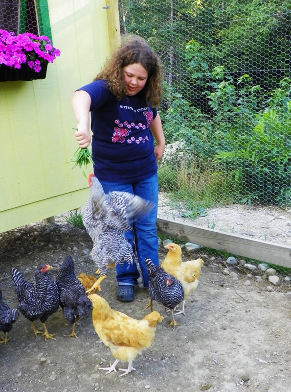 hand feeding chickens