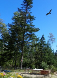 hawk circling over ducks and chickens