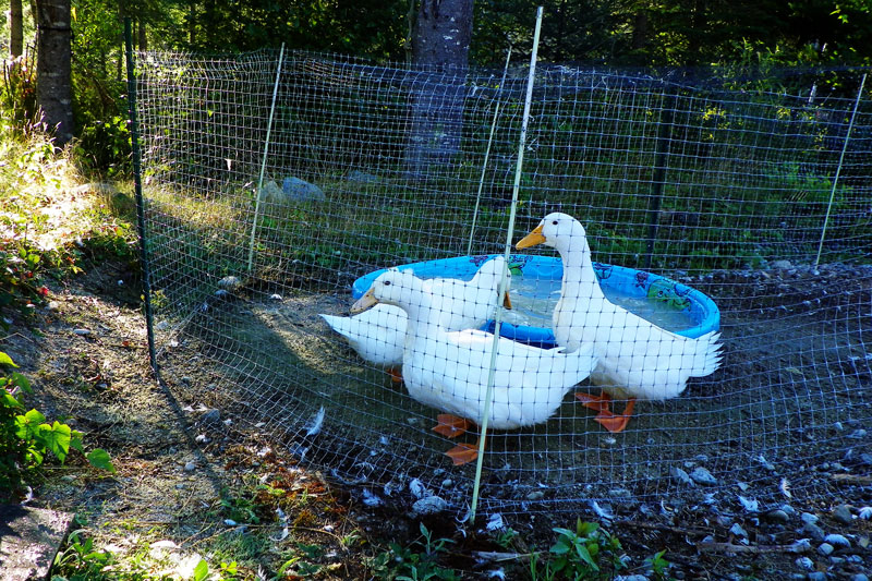 ducks checking out their new neighbors