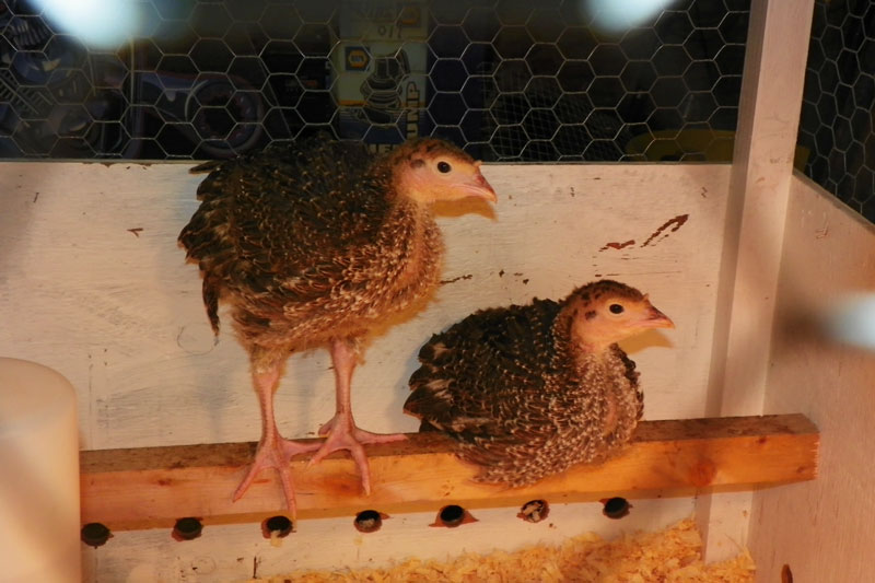 turkeys in brooder