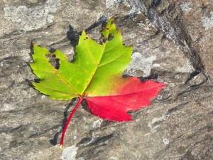 Autumn Leaf