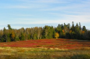 crimson blueberry barrens