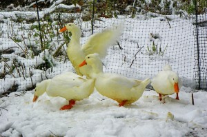 ducks in snow
