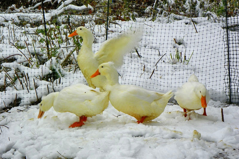 An October Snowfall