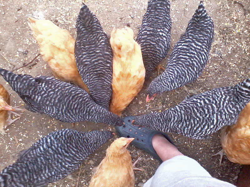 Chicken Pattern