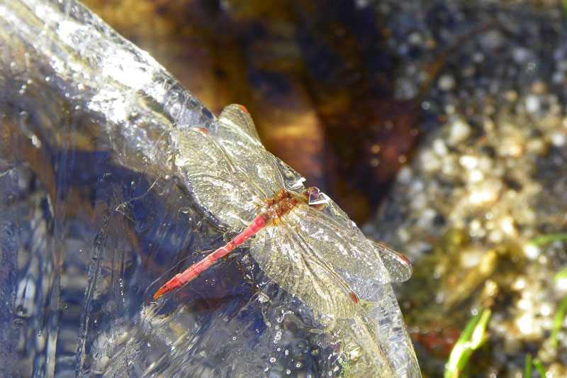 Dragon Fly Frozen in Time