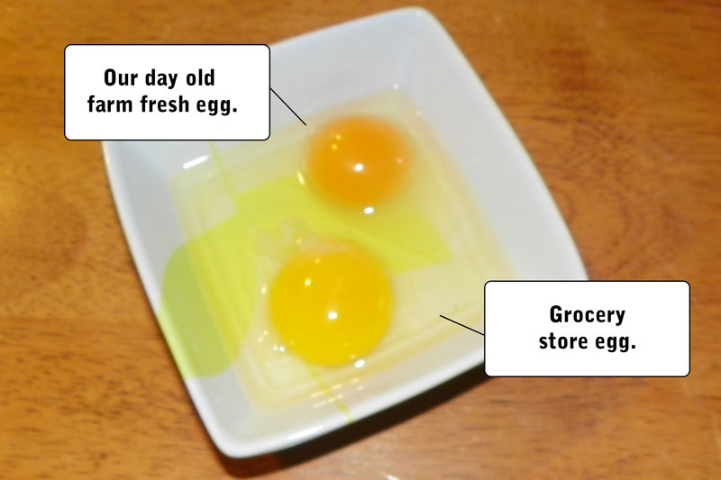 A Good Egg