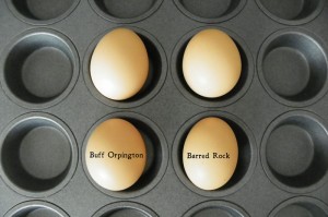 buff orprington egg, plymouth barred rock egg