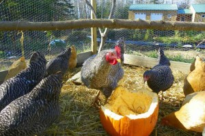 Recycling Jack O Lanterns