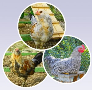 our roosters