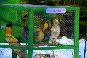 chicken in the snow