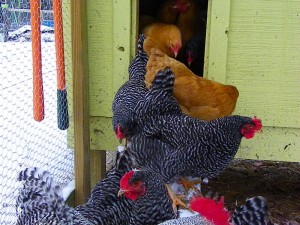 Backup at the chicken ramp