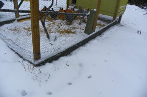 stalking the chicken coop