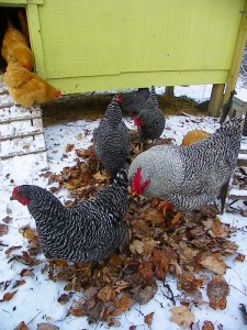 Chickens in leaves on snow