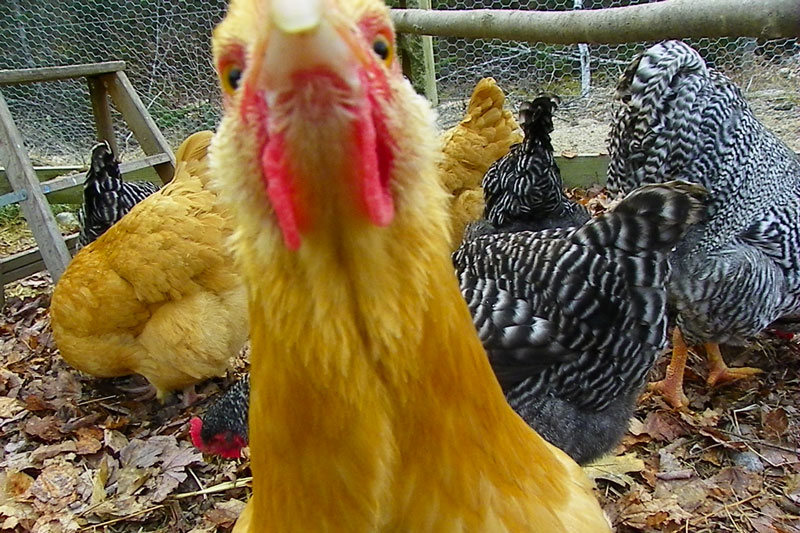 Inquiring Chickens Want to Know