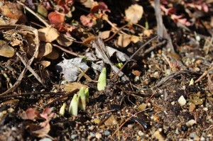 February in Maine and the bulbs are popping up