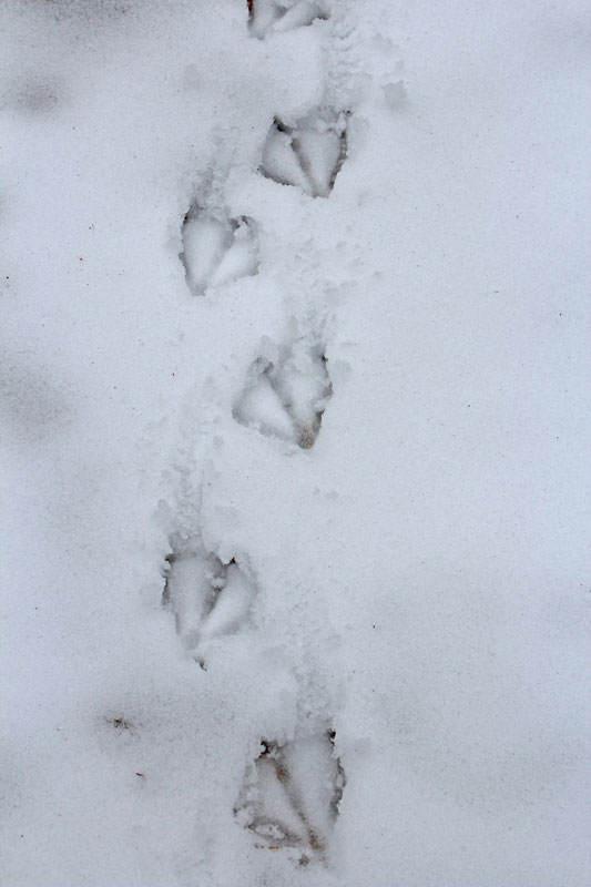 Duck Tracks