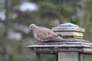 Mourning Dove from my kitchen window