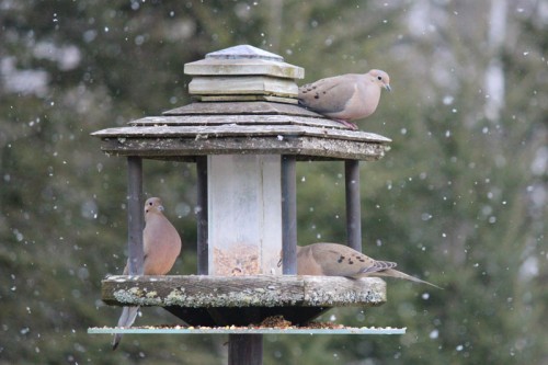 Mourning Doves in the snow