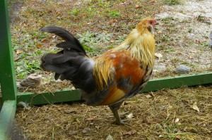 pepper the banty rooster