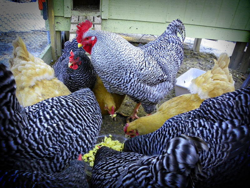 Scrambled Eggs for Chickens?