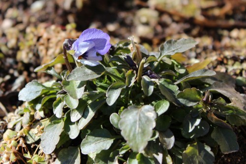 viola blooming in Maine February