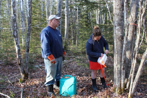 Collecting Sap