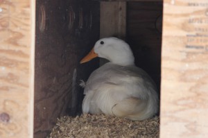 Dilly the Duck on her nest