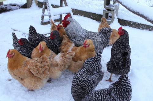 The Colonel and his Girls