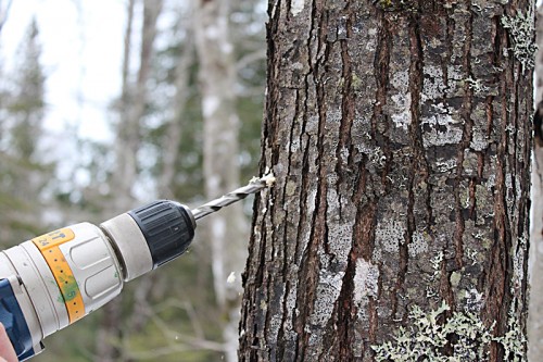 drilling a hole for the maple tap