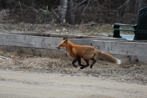 Fox caught on camera