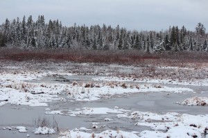 Frozen March Marsh