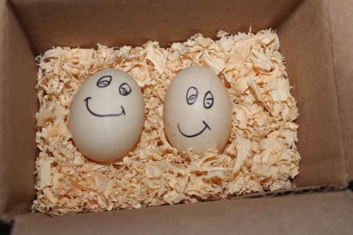 Happy Mallard Eggs