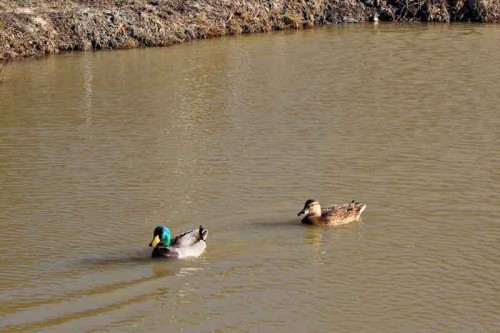 Mallard Couple