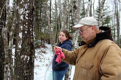 preparing to tap a maple tree