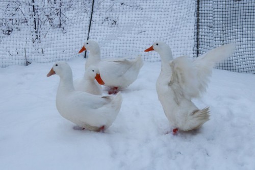 Ducks in Snow