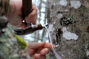 tapping the maple tree