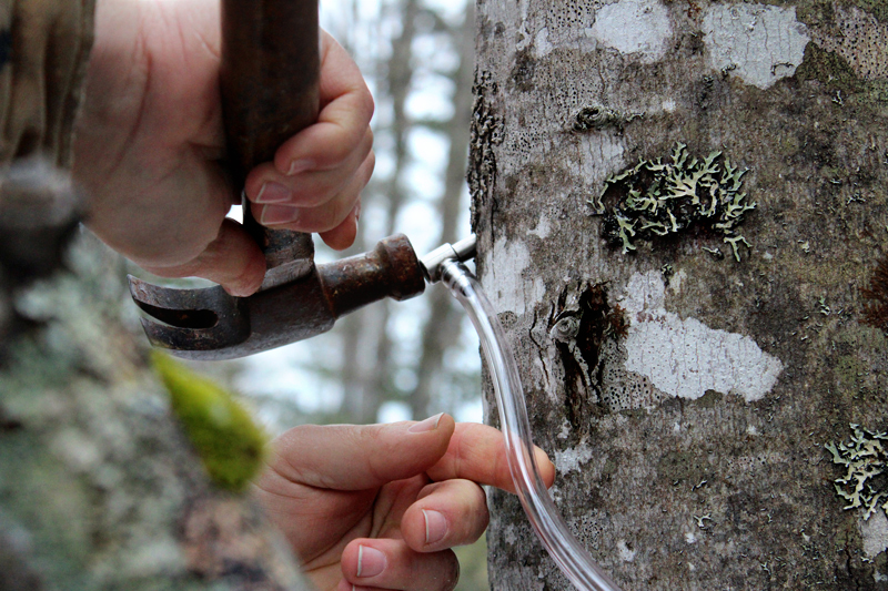 Sugaring: Tapping Maple Trees