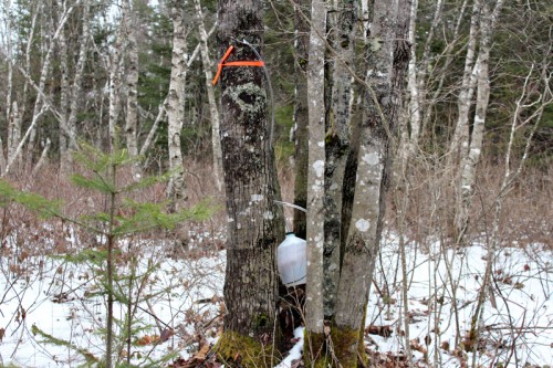 tapped maple tree with the sap running