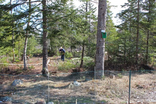 clearing trees for the duck pond