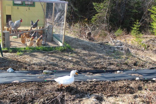 duck in the asparagus bed