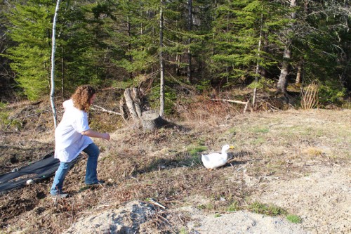 hannah in pursuit of the quackers