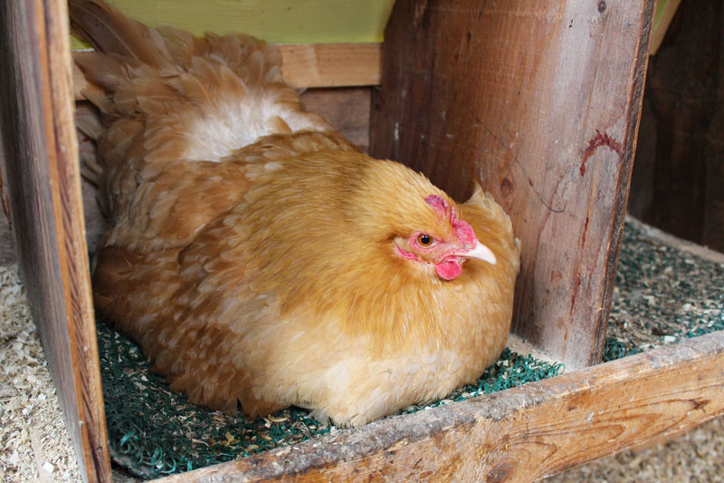 Brownie the Broody Buff