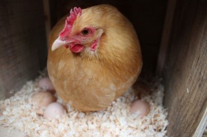 New nest box for Brownie