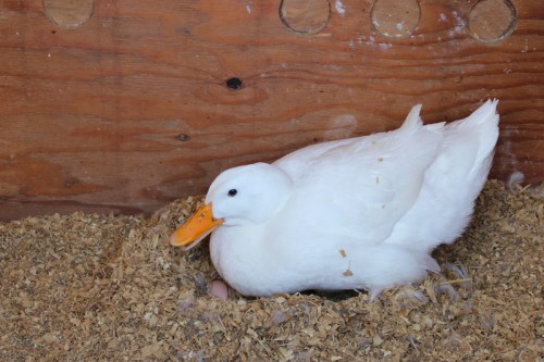 Dilly settling in on her chicken eggs