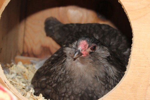 Shadow our broody bantam Ameraucana