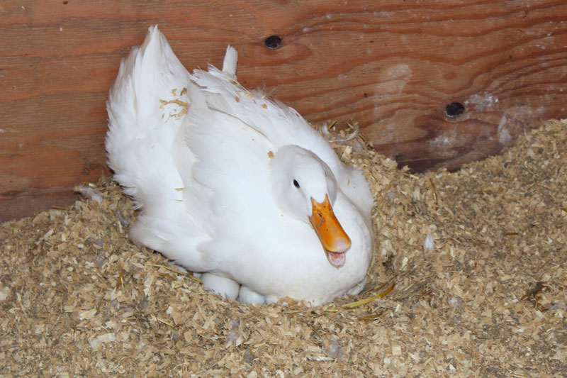 Dilly the Duck Adopts Chicken Eggs