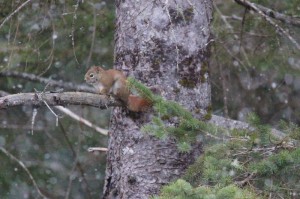 Cute Little Squirrel on Easter