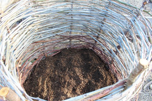 soil in my potato basket