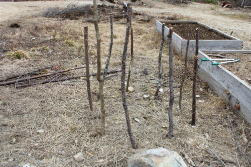 The uprights of my potato basket